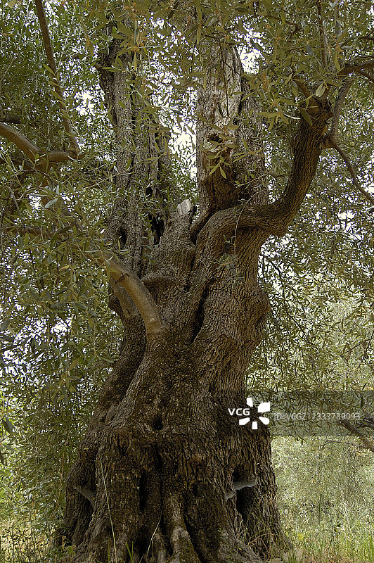 法国滨海阿尔卑斯省的老非洲橄榄树图片素材