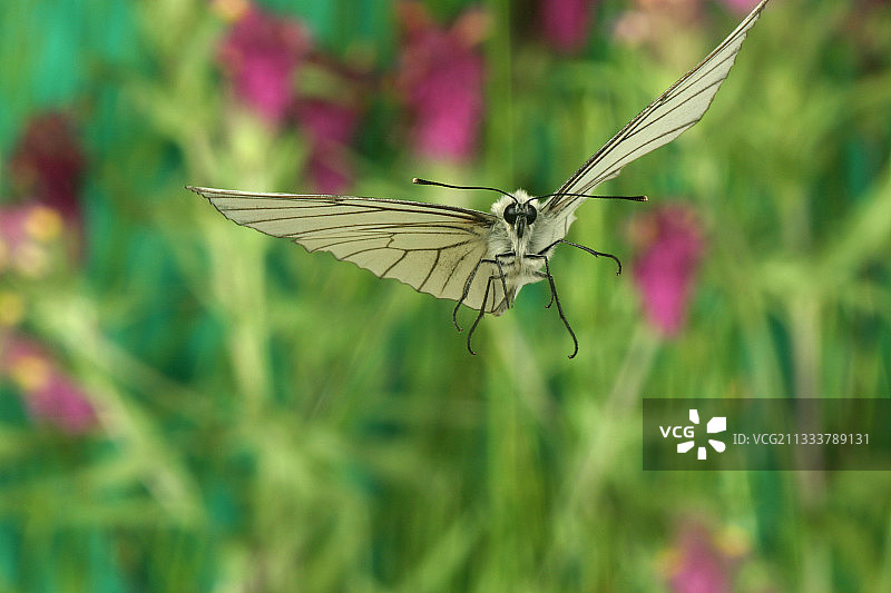 六月，多姆山省飞舞的黑脉白蝶图片素材