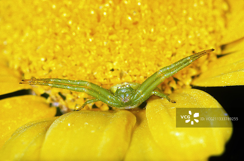 黄花上的金鸡菊蜘蛛图片素材