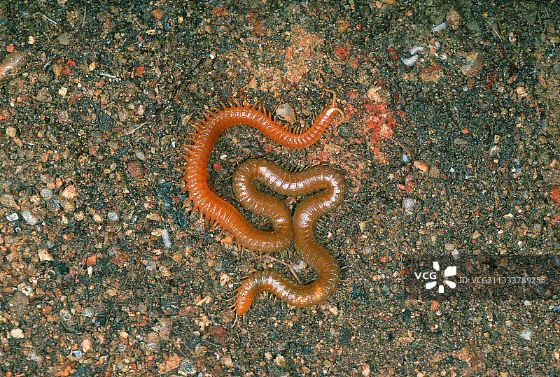 在东京秋叶原手持甜甜圈的漂亮女人图片素材