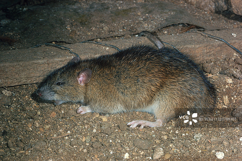 谷仓地面上休息的家鼠图片素材