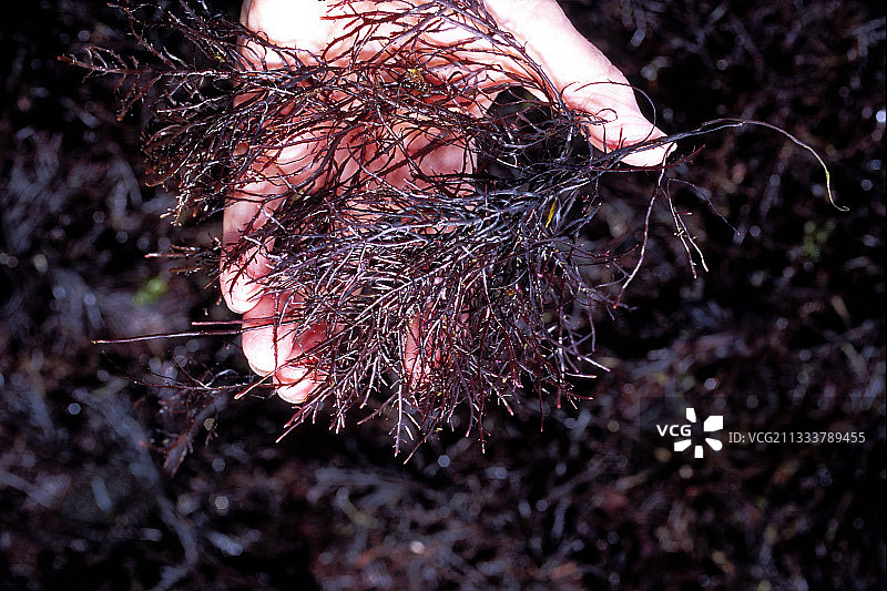 法国巴斯克海岸手中的红色藻类图片素材