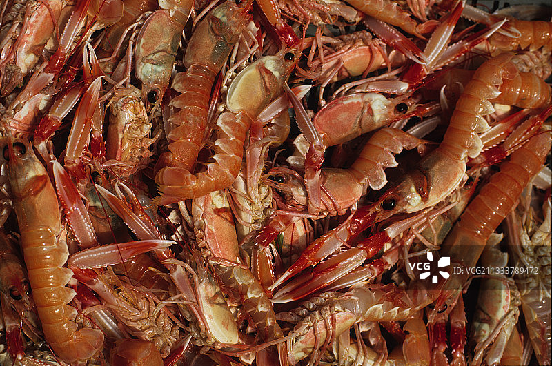 法国拖网渔船捕捞的鲜虾和小龙虾图片素材