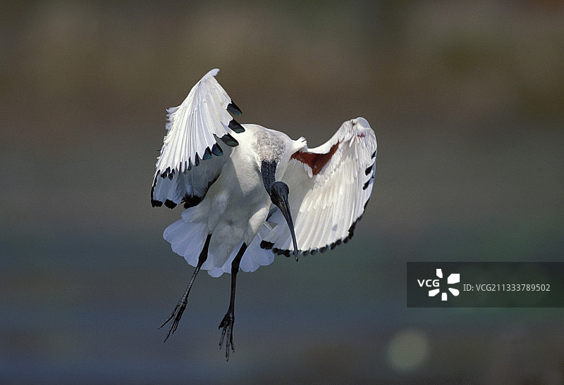 克鲁格非洲国家公园飞翔的冕䴉图片素材