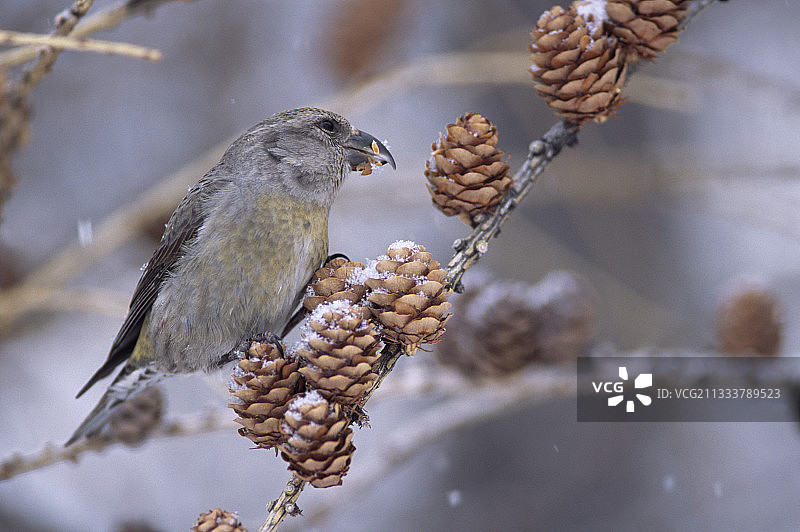 雌红交嘴雀正在食用落叶松的种子图片素材