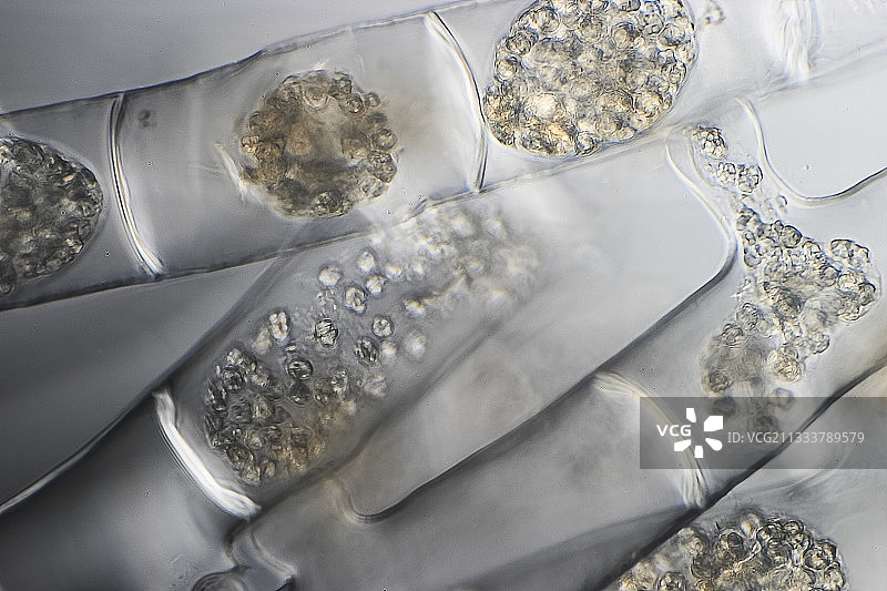 偏振光下的水绵藻接合图片素材