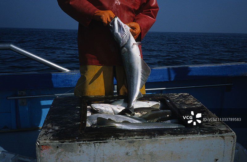 渔夫在法国的船上倒空狭鳕鱼图片素材