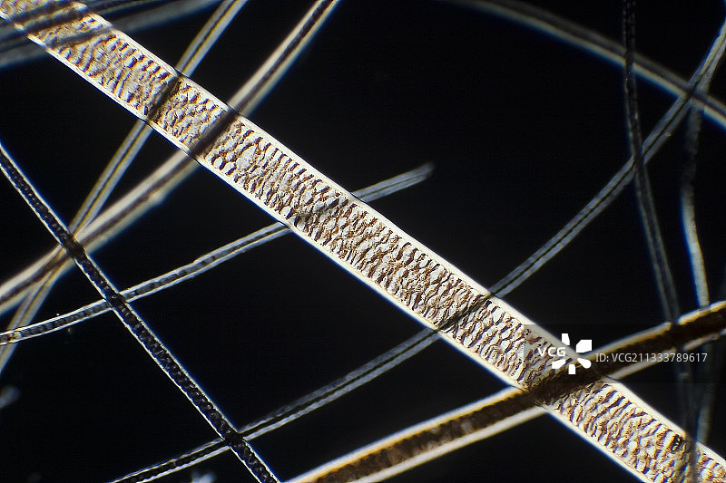 偏振光照明（放大100倍）图片素材