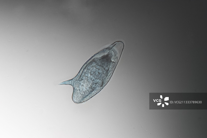 清晰的熔化照明，放大200倍图片素材