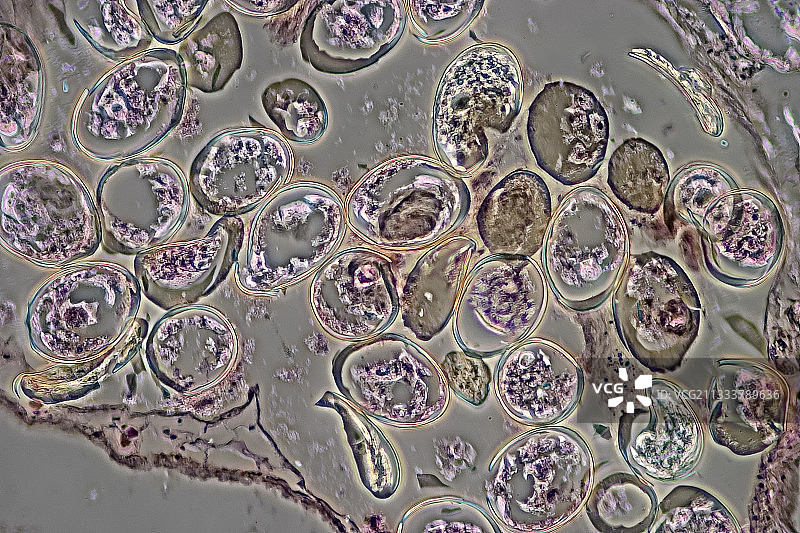 相衬灯光，放大100倍图片素材