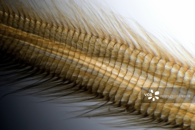 偏振光下的蜜蜂舌头细节图片素材