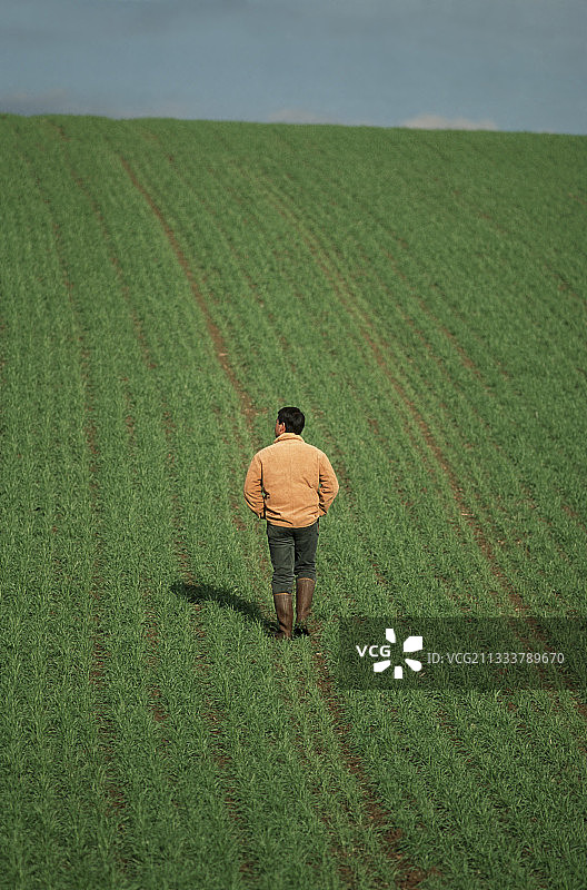 法国农民在麦田里劳作图片素材