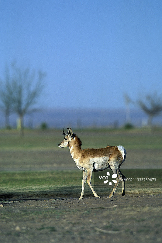 美国春天迁徙中的叉角羚图片素材