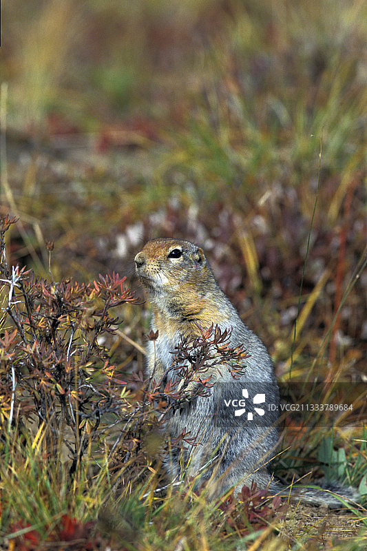 阿拉斯加秋季苔原上的北极地松鼠图片素材