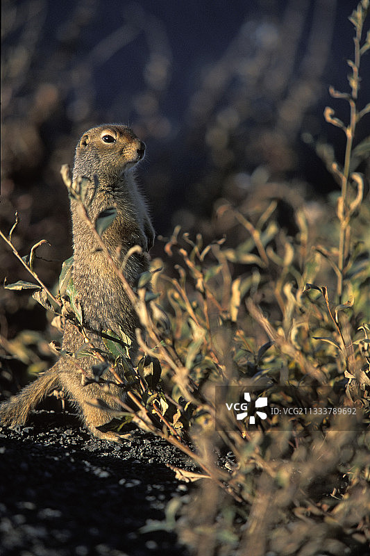 加拿大后腿站立的草原犬鼠图片素材