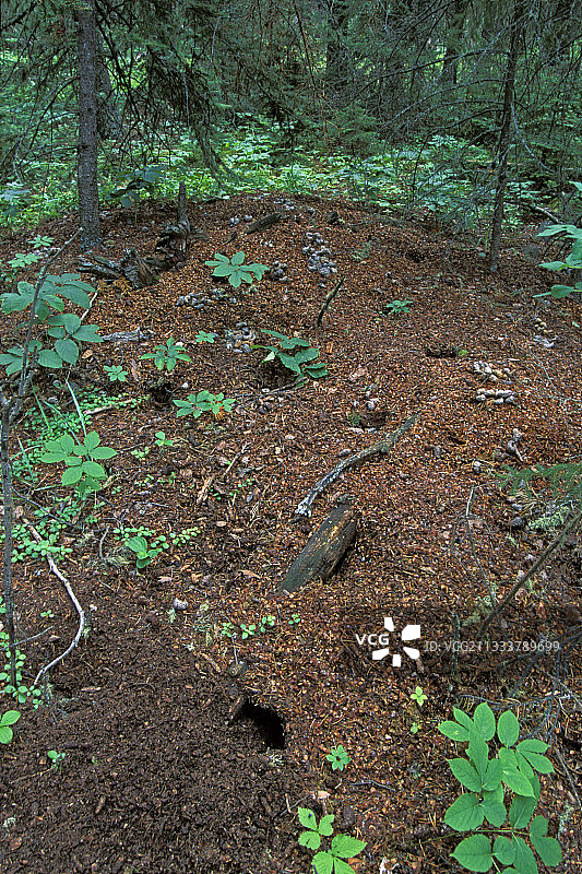 冬季加拿大森林地面中的松鼠图片素材