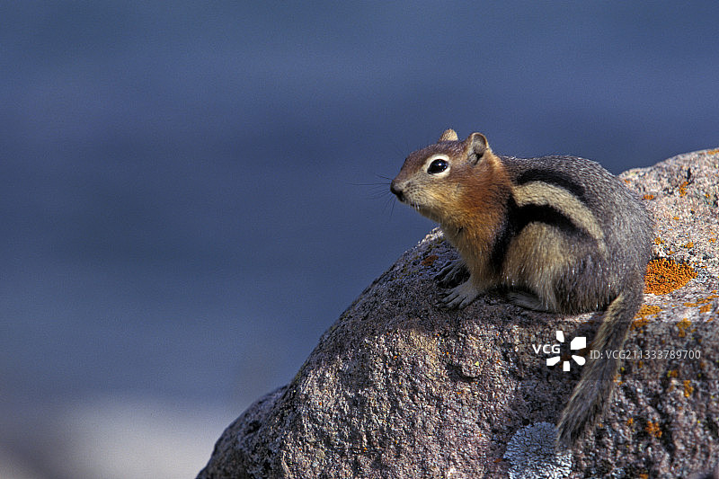 夏季加拿大岩石上的金背地松鼠图片素材