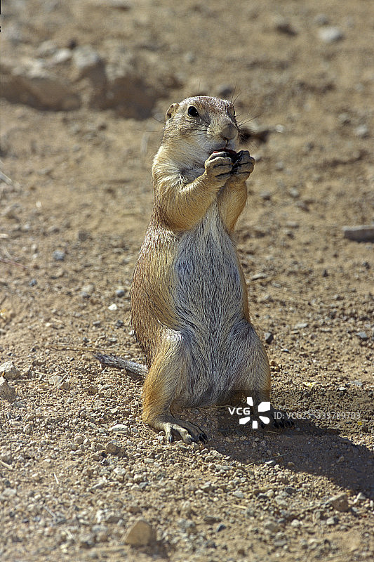地点：索诺拉沙漠博物馆图片素材