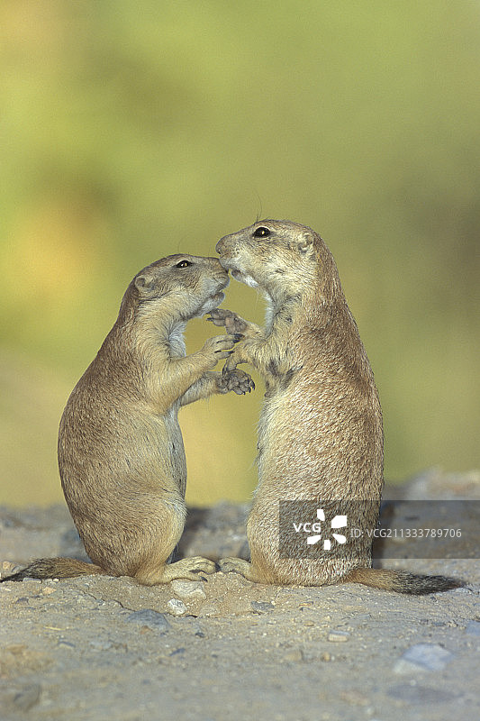 地点：索诺拉沙漠博物馆图片素材