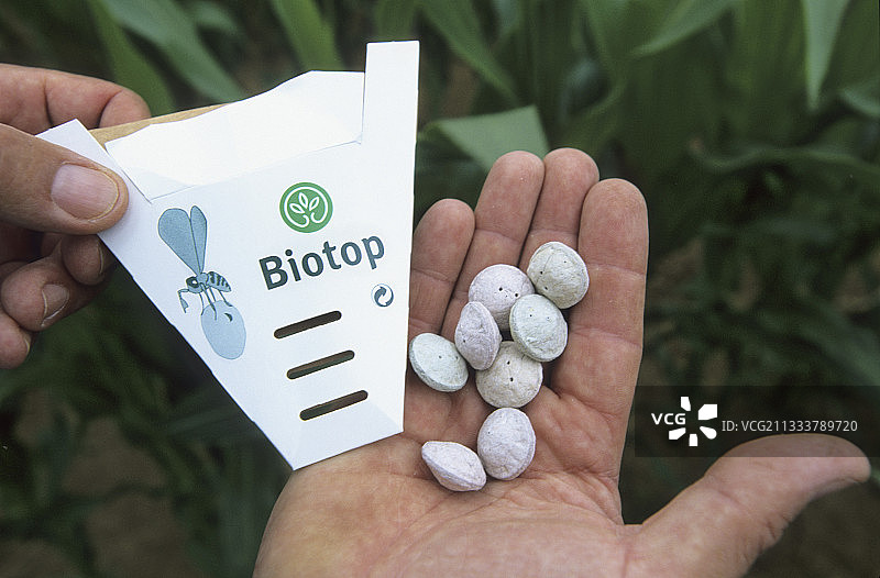 填充有赤眼蜂的胶囊，赤眼蜂寄生于螟虫卵图片素材