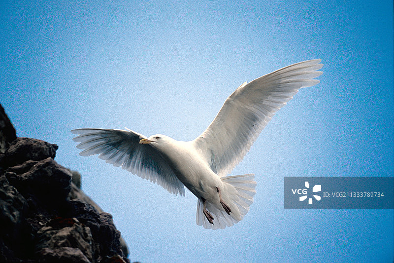 海鸥在威尔士王子岛岩石上着陆图片素材