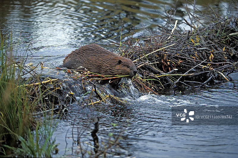 海狸穿过道路，停在拖拉机旁图片素材