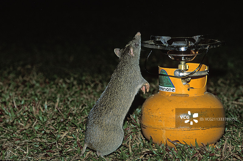 嗅着营地炉灶的灌木鼠，澳大利亚图片素材