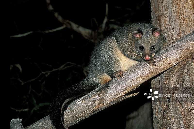 夜间树枝顶端的刷尾负鼠图片素材