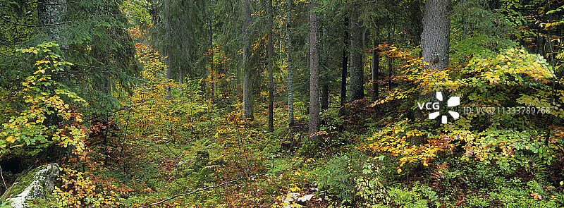 汝拉山脉的里苏森林图片素材