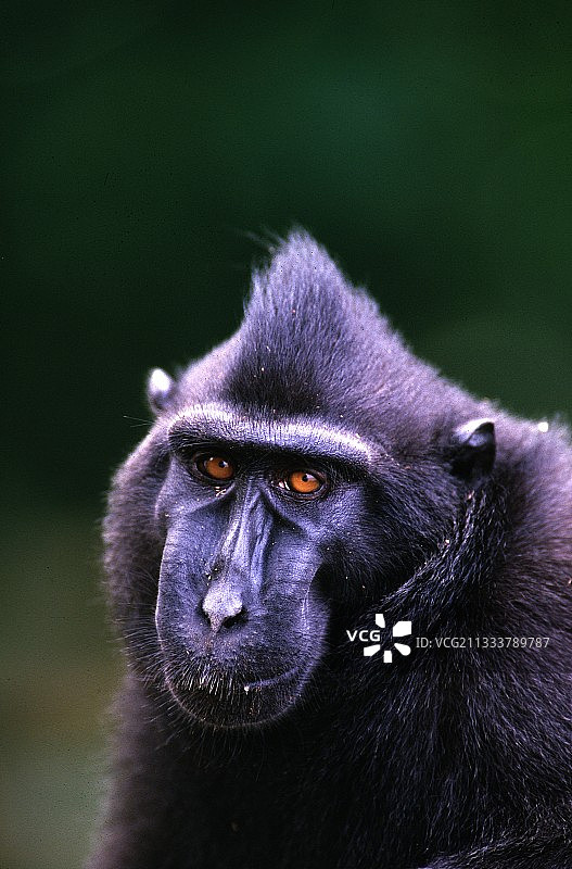 苏拉威西岛凤头猕猴肖像图片素材