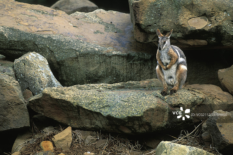 黄脚岩袋鼠，澳大利亚岩石图片素材