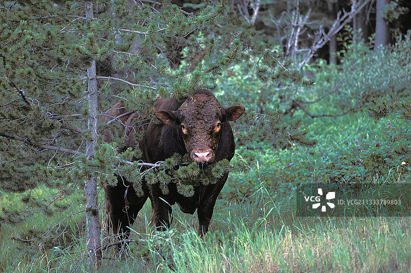 加拿大夏季林地中的发情期公牛图片素材