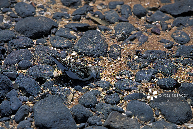 澳大利亚地面上的生病小矶鹬图片素材