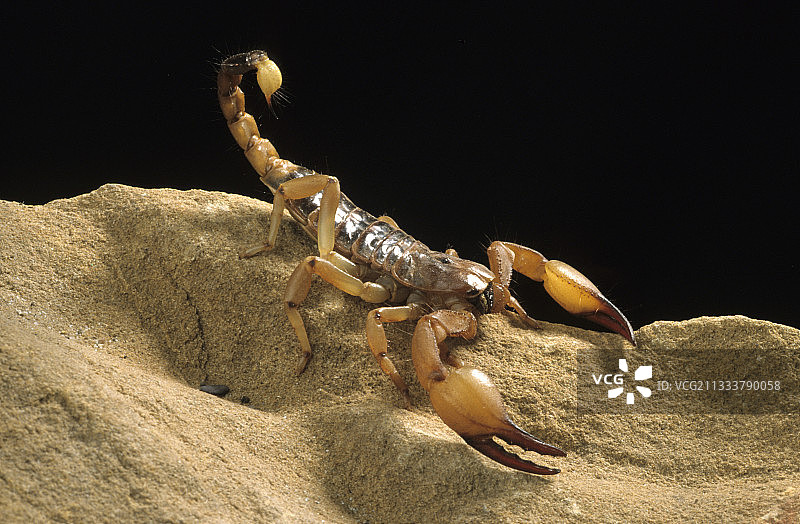 饲养箱中闪亮的穴居蝎子图片素材