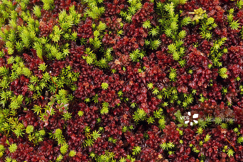 汝拉泥炭沼泽湿地植物图片素材