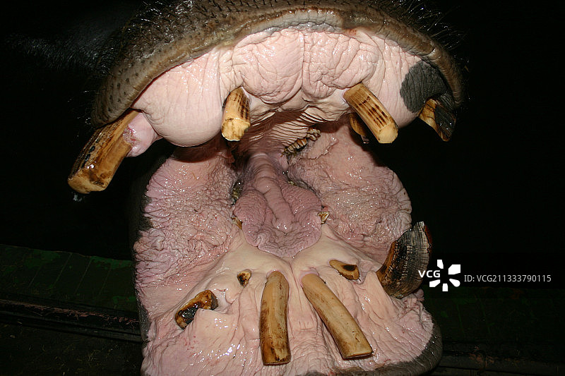 卡托维兹-霍茹夫动物园图片素材