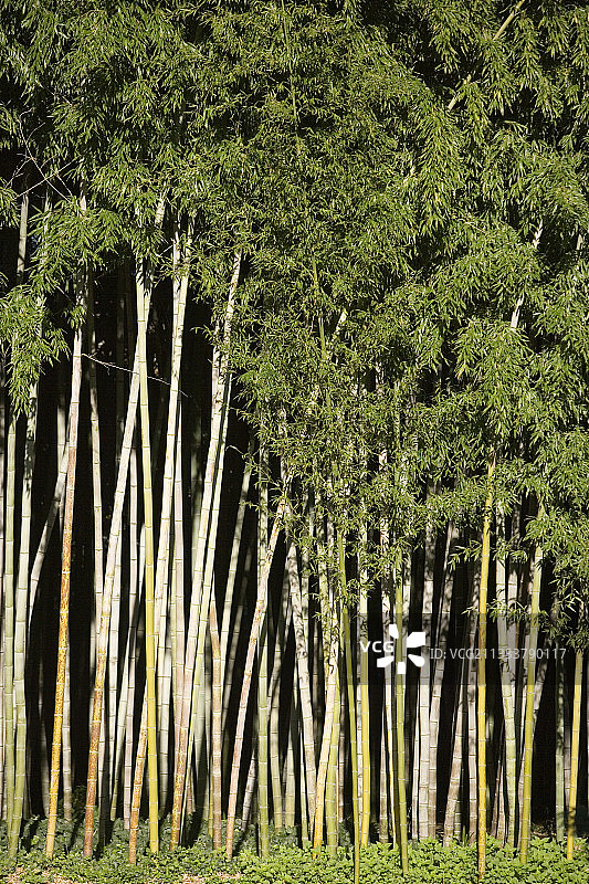 竹林景色图片素材