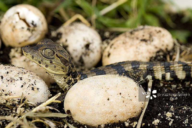 凯门鳄养殖场的普通凯门鳄图片素材