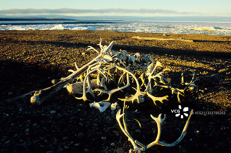 因纽特人猎杀的北美驯鹿角图片素材