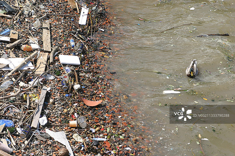 绿头鸭在污染的格林威治泰晤士河上图片素材