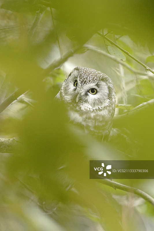 鸟笼中的照片图片素材