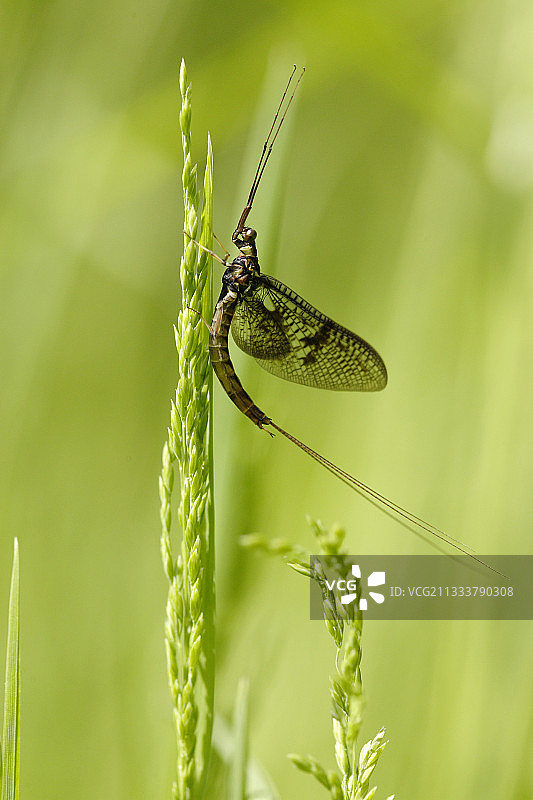 法国奥布，湿草地上的蜉蝣图片素材