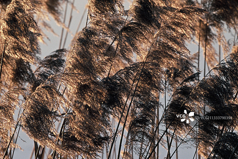 法国阿尔萨斯的普通芦苇图片素材