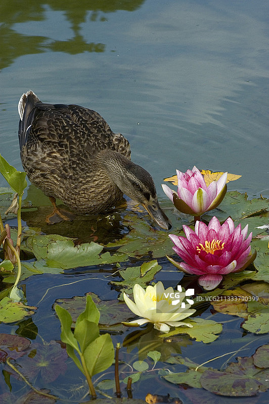 八月池塘里的鸭子和睡莲图片素材