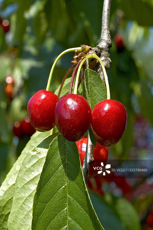 五月枝头上的大樱桃图片素材