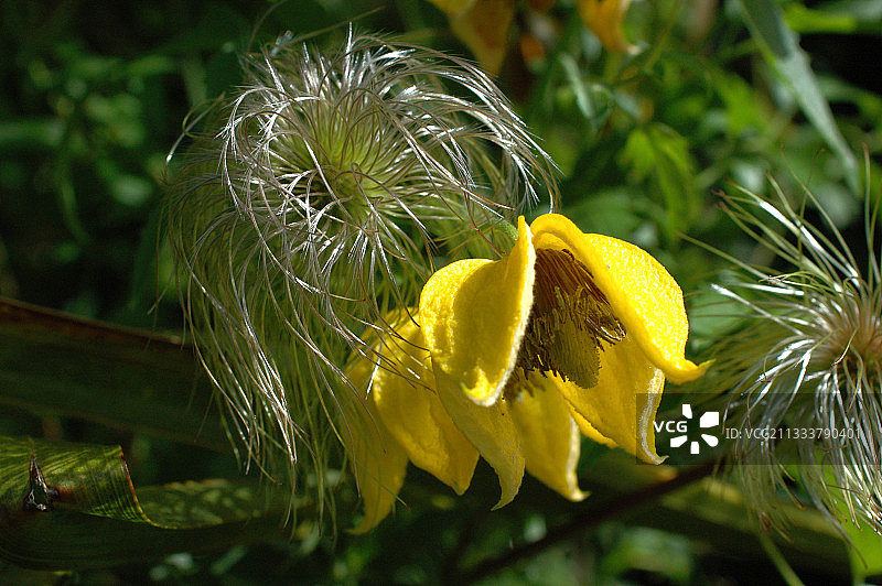 八月苏格兰的铁线莲图片素材