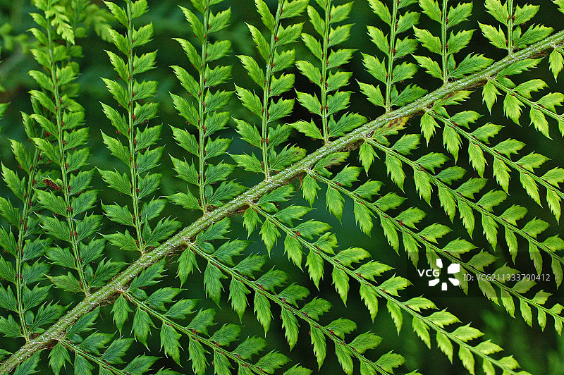 八月份蕨类植物雄性分支细节图片素材