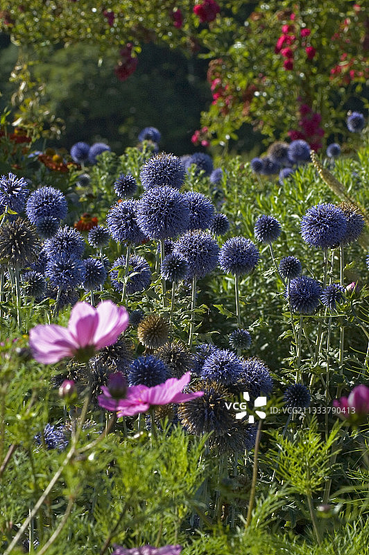 八月苏格兰繁盛的蓟花图片素材