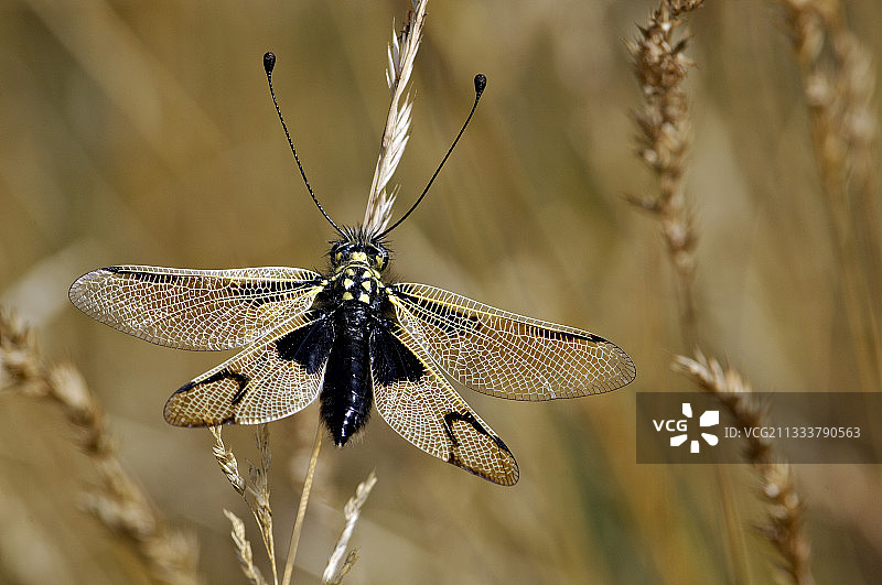 六月法国的草本植物上的普通蝶角蛉图片素材