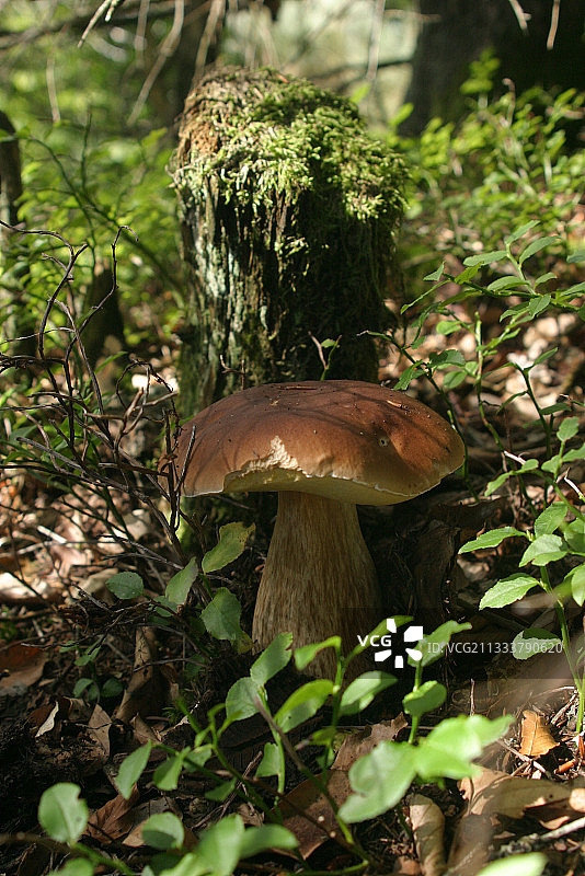 法国林下褐菇图片素材